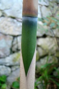 Arrow Bamboo (Pseudosasa Japonica) - 3 Gallon Pot (4-6'+) -Wilson Bros Gardens Bamboo Arrow 6 1