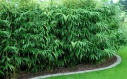 Arrow Bamboo (Pseudosasa Japonica) - 3 Gallon Pot (2-4') -Wilson Bros Gardens Bamboo Arrow Hedge