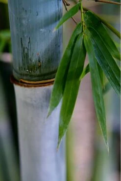 Baby Blue Bamboo - Bambusa Chungii 'Barbelatta' - 2 Gallon Pot 16 Baby Blue Bamboo - Bambusa Chungii 'Barbelatta' - 2 Gallon Pot -Wilson Bros Gardens Bamboo Barbelatta 14