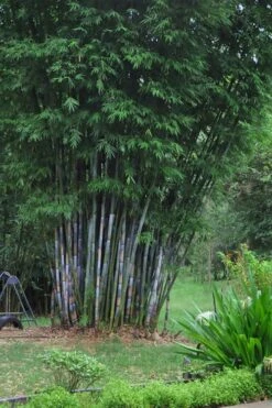 Baby Blue Bamboo - Bambusa Chungii 'Barbelatta' - 2 Gallon Pot 12 Baby Blue Bamboo - Bambusa Chungii 'Barbelatta' - 2 Gallon Pot -Wilson Bros Gardens Bamboo Barbelatta 16