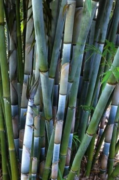 Baby Blue Bamboo - Bambusa Chungii 'Barbelatta' - 2 Gallon Pot 17 Baby Blue Bamboo - Bambusa Chungii 'Barbelatta' - 2 Gallon Pot -Wilson Bros Gardens Bamboo Barbelatta 3