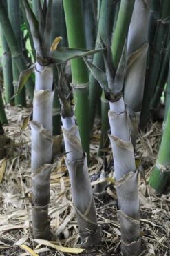 Baby Blue Bamboo - Bambusa Chungii 'Barbelatta' - 2 Gallon Pot 14 Baby Blue Bamboo - Bambusa Chungii 'Barbelatta' - 2 Gallon Pot -Wilson Bros Gardens Bamboo Barbelatta 4