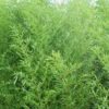 Bisset Bamboo (Phyllostachys Bissetii) - 3 Gallon Pot (4-6')