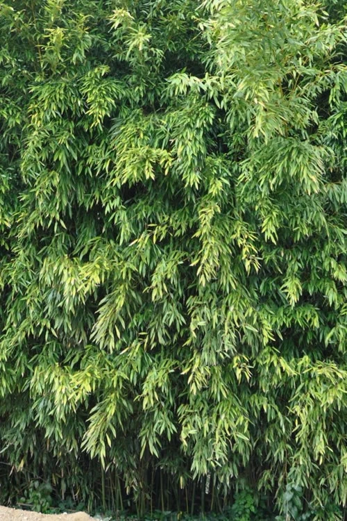 Bisset Bamboo (Phyllostachys Bissetii) - 3 Gallon Pot (4-6') 7 Bisset Bamboo (Phyllostachys Bissetii) - 3 Gallon Pot (4-6') - Image 7