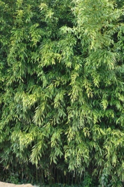 Bisset Bamboo (Phyllostachys Bissetii) - 3 Gallon Pot (2-4') 14 Bisset Bamboo (Phyllostachys Bissetii) - 3 Gallon Pot (2-4') -Wilson Bros Gardens Bamboo Bisettii 2