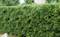 Bisset Bamboo (Phyllostachys Bissetii) - 3 Gallon Pot (4-6') 12 Bisset Bamboo (Phyllostachys Bissetii) - 3 Gallon Pot (4-6') -Wilson Bros Gardens Bamboo Bisettii 4 1