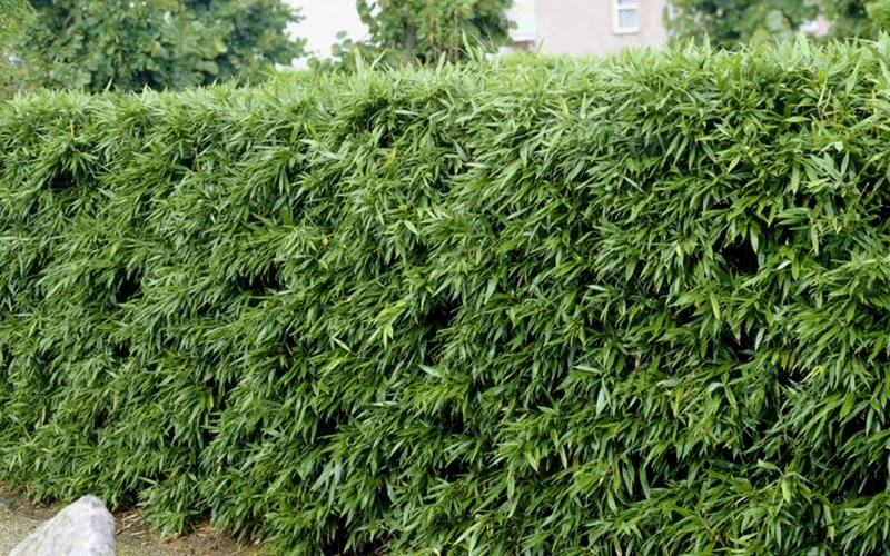 Bisset Bamboo (Phyllostachys Bissetii) - 3 Gallon Pot (2-4') 5 Bisset Bamboo (Phyllostachys Bissetii) - 3 Gallon Pot (2-4') - Image 5