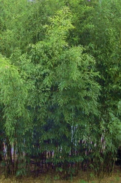 Bisset Bamboo (Phyllostachys Bissetii) - 3 Gallon Pot (2-4') 15 Bisset Bamboo (Phyllostachys Bissetii) - 3 Gallon Pot (2-4') -Wilson Bros Gardens Bamboo Bisettii 5