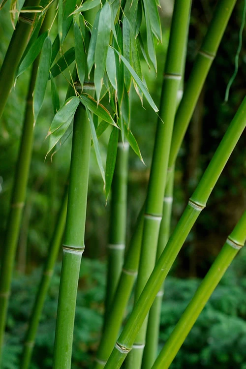 Bisset Bamboo (Phyllostachys Bissetii) - 3 Gallon Pot (4-6') 6 Bisset Bamboo (Phyllostachys Bissetii) - 3 Gallon Pot (4-6') - Image 6