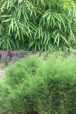 Bisset Bamboo (Phyllostachys Bissetii) - 3 Gallon Pot (2-4') 11 Bisset Bamboo (Phyllostachys Bissetii) - 3 Gallon Pot (2-4') -Wilson Bros Gardens Bamboo Bissets 500x750 1