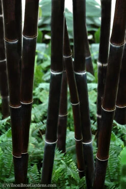 Black Bamboo - Phyllostachys Nigra - 3 Gallon Pot (Multi-Cane: 2 To 4' Tall)