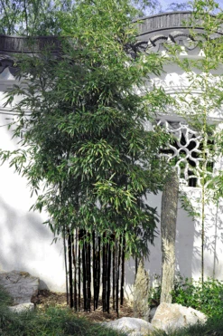 Black Bamboo - Phyllostachys Nigra - 3 Gallon Pot (Single Cane: 4-6'+) -Wilson Bros Gardens Bamboo Black 51