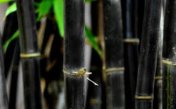 Black Bamboo - Phyllostachys Nigra - 3 Gallon Pot (Single Cane: 4-6'+) -Wilson Bros Gardens Bamboo Black 53