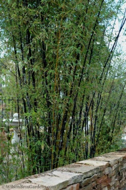 Black Bamboo - Phyllostachys Nigra - 3 Gallon Pot (Multi Cane: 4-6'+) -Wilson Bros Gardens Bamboo Black 55 1