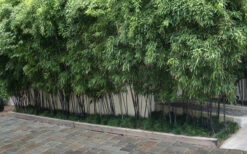 Black Bamboo - Phyllostachys Nigra - 3 Gallon Pot (Multi Cane: 4-6'+) -Wilson Bros Gardens Bamboo Black 56 1