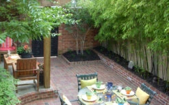 Black Bamboo - Phyllostachys Nigra - 3 Gallon Pot (Single Cane: 2-4') -Wilson Bros Gardens Bamboo Black 58 3