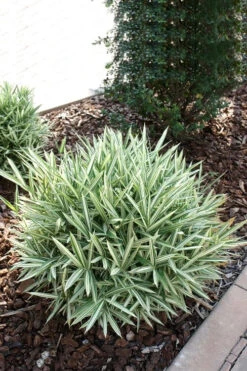 Dwarf White Stripe Bamboo - Pleioblastus Fortunei - 1 Gallon Pot -Wilson Bros Gardens Bamboo Dwarf White Stripe 1