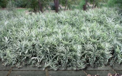 Dwarf White Stripe Bamboo - Pleioblastus Fortunei - 1 Gallon Pot -Wilson Bros Gardens Bamboo Dwarf White Stripe 9