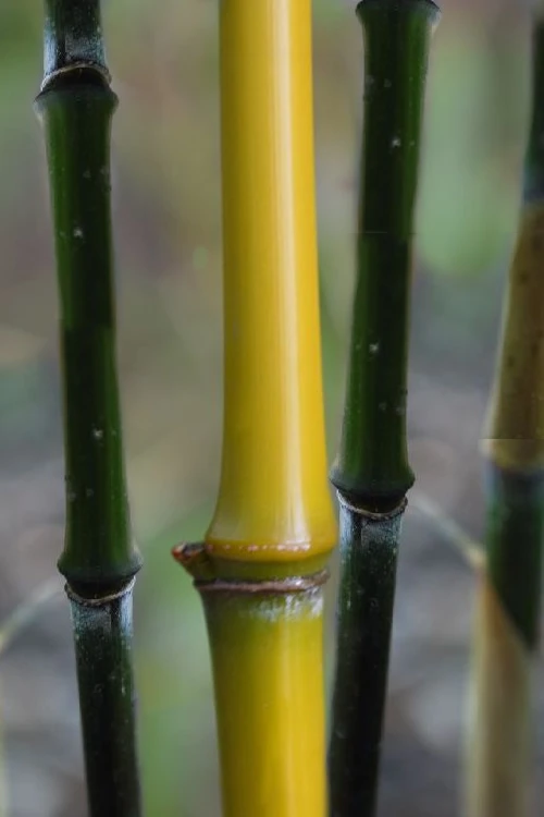 Elegant Bamboo - Phyllostachys Elegans - 3 Gallon Pot 1 Elegant Bamboo - Phyllostachys Elegans - 3 Gallon Pot