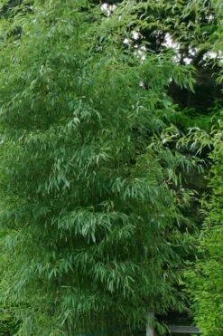 Elegant Bamboo - Phyllostachys Elegans - 3 Gallon Pot -Wilson Bros Gardens Bamboo Elegant 5 1