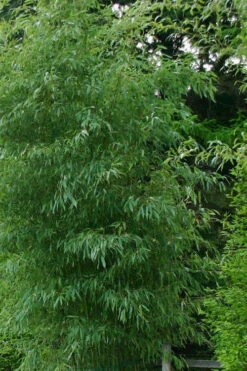 Elegant Bamboo - Phyllostachys Elegans - 3 Gallon Pot 8 Elegant Bamboo - Phyllostachys Elegans - 3 Gallon Pot -Wilson Bros Gardens Bamboo Elegant 5