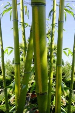 Flavescens Inversa Bamboo (Phyllostachys Aurea) - 3 Gallon Pot (2-4') -Wilson Bros Gardens Bamboo Flavescens Inversa 11 1