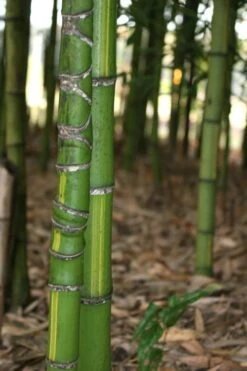 Flavescens Inversa Bamboo (Phyllostachys Aurea) - 3 Gallon Pot (2-4') -Wilson Bros Gardens Bamboo Flavescens Inversa 13 1