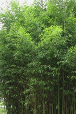 Flavescens Inversa Bamboo (Phyllostachys Aurea) - 3 Gallon Pot (4-6') 11 Flavescens Inversa Bamboo (Phyllostachys Aurea) - 3 Gallon Pot (4-6') -Wilson Bros Gardens Bamboo Flavescens Inversa
