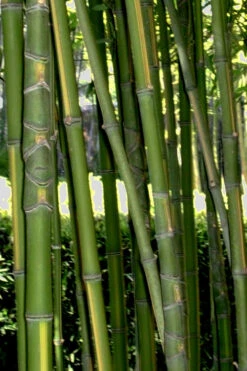 Flavescens Inversa Bamboo (Phyllostachys Aurea) - 3 Gallon Pot (4-6') 15 Flavescens Inversa Bamboo (Phyllostachys Aurea) - 3 Gallon Pot (4-6') -Wilson Bros Gardens Bamboo Flavescens Inversa Rev 500x750 1