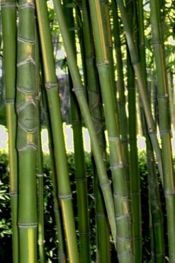 Flavescens Inversa Bamboo (Phyllostachys Aurea) - 3 Gallon Pot (2-4') -Wilson Bros Gardens Bamboo Flavescens Inversa Rev 500x750 2