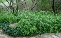 Giant Leaf Bamboo - Indocalamus Tessellatus - 3 Gallon Pot 12 Giant Leaf Bamboo - Indocalamus Tessellatus - 3 Gallon Pot -Wilson Bros Gardens Bamboo Giant Leaf 53