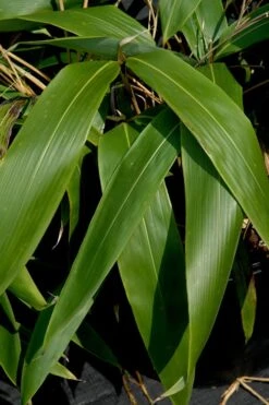 Giant Leaf Bamboo - Indocalamus Tessellatus - 3 Gallon Pot 10 Giant Leaf Bamboo - Indocalamus Tessellatus - 3 Gallon Pot -Wilson Bros Gardens Bamboo Giant Leaf 55