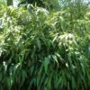 Giant Leaf Bamboo - Indocalamus Tessellatus - 3 Gallon Pot