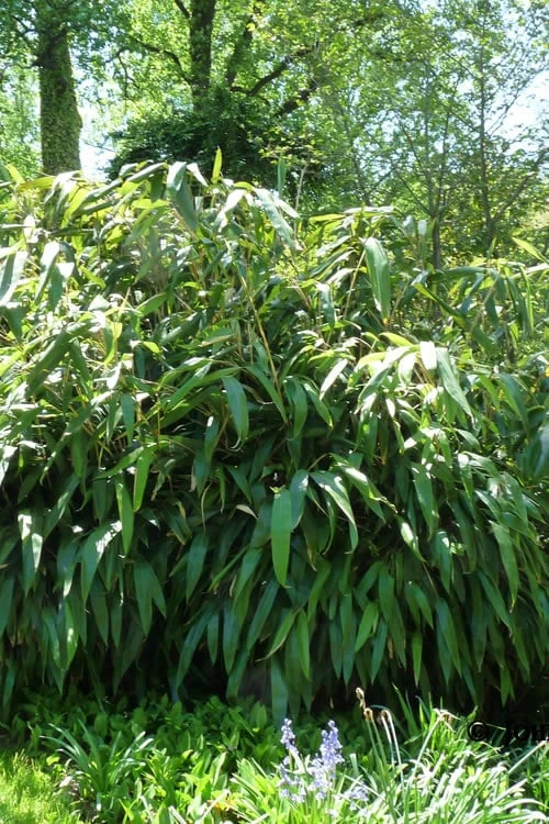 Giant Leaf Bamboo - Indocalamus Tessellatus - 3 Gallon Pot 1 Giant Leaf Bamboo - Indocalamus Tessellatus - 3 Gallon Pot