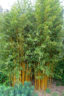 Gold Vivax Giant Timber Bamboo (Green Stripe Bamboo) - Phyllostachys Vivax 'Aureocaulis' - 3 Gallon Pot (4-6') -Wilson Bros Gardens Bamboo Gold Vivax 2 2
