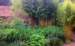 Gold Vivax Giant Timber Bamboo (Green Stripe Bamboo) - Phyllostachys Vivax 'Aureocaulis' - 3 Gallon Pot (4-6') -Wilson Bros Gardens Bamboo Gold Vivax 6 1