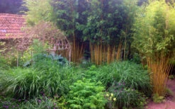 Gold Vivax Giant Timber Bamboo (Green Stripe Bamboo) - Phyllostachys Vivax 'Aureocaulis' - 3 Gallon Pot (4-6') -Wilson Bros Gardens Bamboo Gold Vivax 6 2
