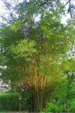 Golden Fishpole Bamboo - Phyllostachys Aurea - 3 Gallon Pot (4-6') -Wilson Bros Gardens Bamboo Golden 10