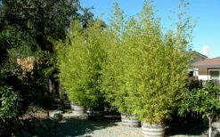 Golden Fishpole Bamboo - Phyllostachys Aurea - 3 Gallon Pot (4-6') -Wilson Bros Gardens Bamboo Golden 15