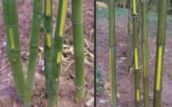 Flavescens Inversa Bamboo (Phyllostachys Aurea) - 3 Gallon Pot (2-4') -Wilson Bros Gardens Bamboo Golden Fish Pole 2 1