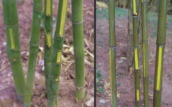 Flavescens Inversa Bamboo (Phyllostachys Aurea) - 3 Gallon Pot (4-6') 12 Flavescens Inversa Bamboo (Phyllostachys Aurea) - 3 Gallon Pot (4-6') -Wilson Bros Gardens Bamboo Golden Fish Pole 2