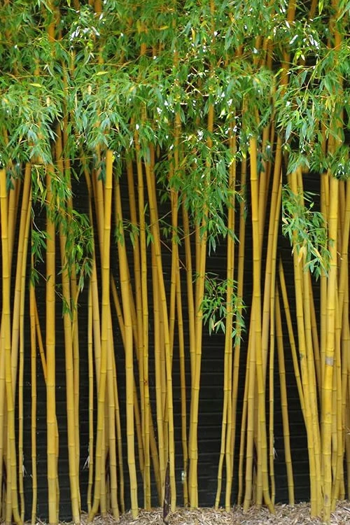 True Gold Golden Fish Pole Bamboo (Phyllostachys Aurea 'Holochrysa') - 3 Gallon Pot 1 True Gold Golden Fish Pole Bamboo (Phyllostachys Aurea 'Holochrysa') - 3 Gallon Pot