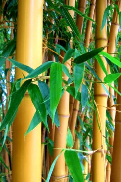True Gold Golden Fish Pole Bamboo (Phyllostachys Aurea 'Holochrysa') - 3 Gallon Pot 8 True Gold Golden Fish Pole Bamboo (Phyllostachys Aurea 'Holochrysa') - 3 Gallon Pot -Wilson Bros Gardens Bamboo Golden Golden 23 500x750 1