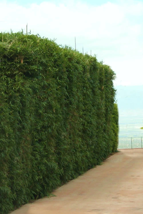 Graceful Bamboo (Slender Weavers) - Bambusa Textilis 'Gracilis' - 2 Gallon Pot 7 Graceful Bamboo (Slender Weavers) - Bambusa Textilis 'Gracilis' - 2 Gallon Pot - Image 7