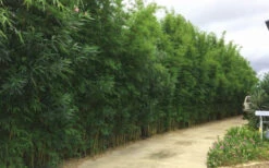 Graceful Bamboo (Slender Weavers) - Bambusa Textilis 'Gracilis' - 2 Gallon Pot 10 Graceful Bamboo (Slender Weavers) - Bambusa Textilis 'Gracilis' - 2 Gallon Pot -Wilson Bros Gardens Bamboo Graceful 6