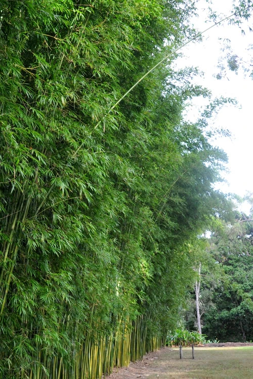 Graceful Bamboo (Slender Weavers) - Bambusa Textilis 'Gracilis' - 2 Gallon Pot 5 Graceful Bamboo (Slender Weavers) - Bambusa Textilis 'Gracilis' - 2 Gallon Pot - Image 5