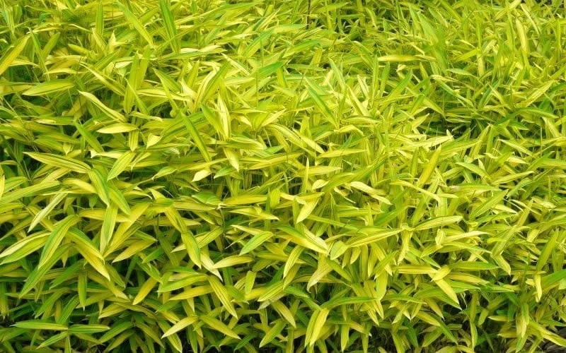 Dwarf Green Stripe Bamboo - Pleioblastus Viridistriatus - 2 Gallon Pot 5 Dwarf Green Stripe Bamboo - Pleioblastus Viridistriatus - 2 Gallon Pot - Image 5
