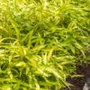 Dwarf Green Stripe Bamboo (Pleioblastus Viridistriatus) - 1 Gallon Pot