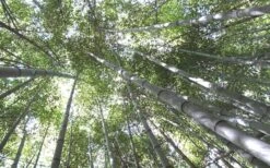 Henon Giant Gray Bamboo - Phyllostachys Nigra 'Henon' - 2 Gallon Pot -Wilson Bros Gardens Bamboo Henon 10