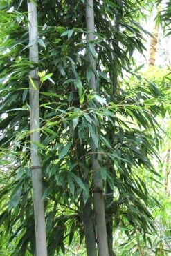 Henon Giant Gray Bamboo - Phyllostachys Nigra 'Henon' - 3 Gallon Pot (4-6') 11 Henon Giant Gray Bamboo - Phyllostachys Nigra 'Henon' - 3 Gallon Pot (4-6') -Wilson Bros Gardens Bamboo Henon 11 1